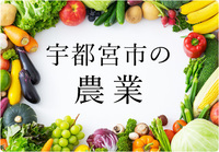 宇都宮の農業