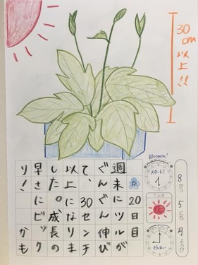 Bloomin Radio Berry Fm栃木