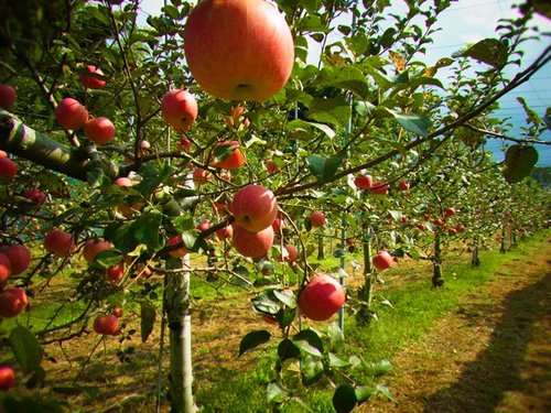 益子style ｜ RADIO BERRY FM栃木