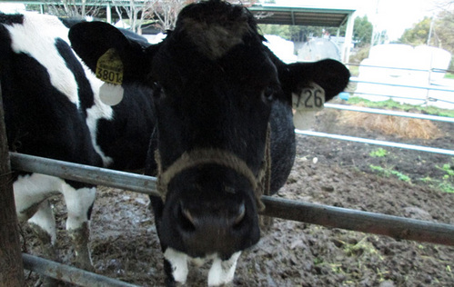 B-UP！ガッツの今日もOK牧場 ｜ RADIO BERRY FM栃木