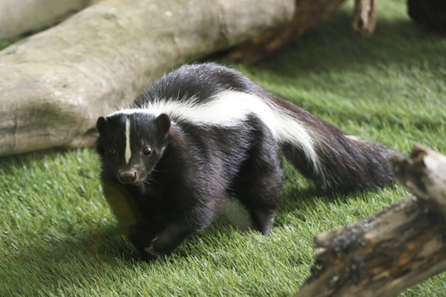 Zoo〜っとアニマル！ ｜ RADIO BERRY FM栃木