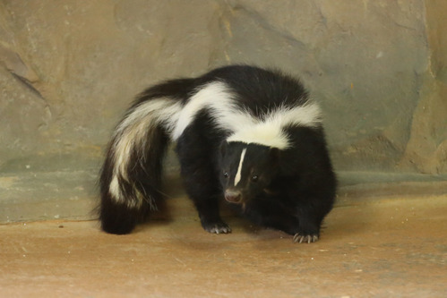 Zoo〜っとアニマル！ ｜ RADIO BERRY FM栃木