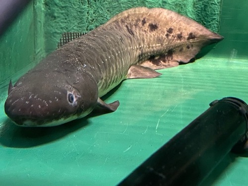 Zoo っとアニマル Radio Berry Fm栃木