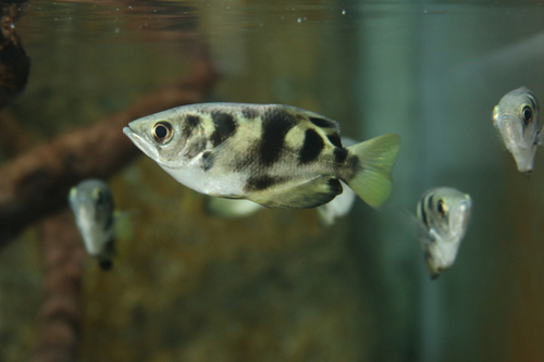 Zoo っとアニマル Radio Berry Fm栃木