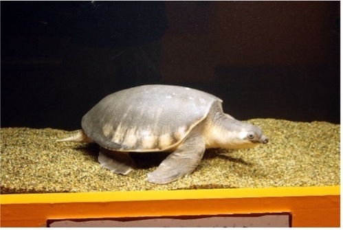 Zoo っとアニマル Radio Berry Fm栃木