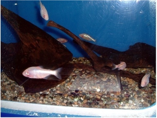 Zoo っとアニマル Radio Berry Fm栃木