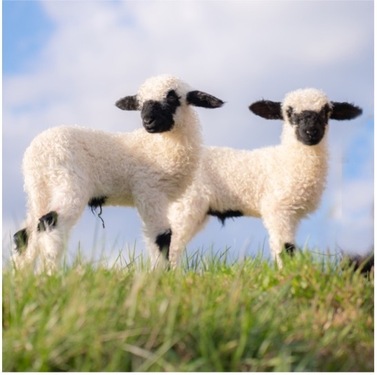 Zoo〜っとアニマル！ ｜ RADIO BERRY FM栃木