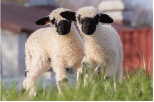 Zoo〜っとアニマル！ ｜ RADIO BERRY FM栃木