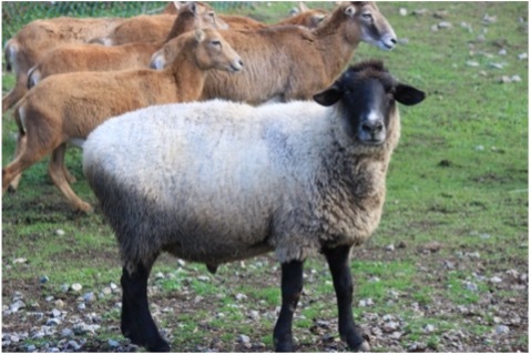 yofugetuさん　小さなヒツジさん yofugetuさん 小さなヒツジさん yofugetuさん 小さなヒツジさん