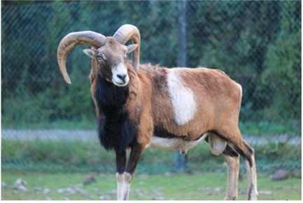 Zoo〜っとアニマル！ ｜ RADIO BERRY FM栃木