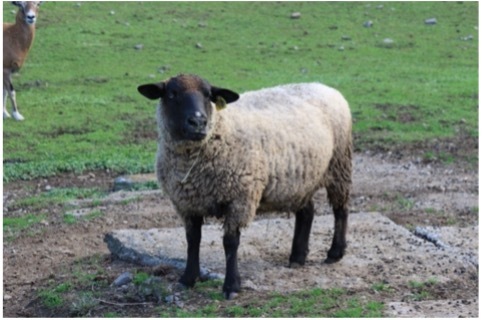 Zoo〜っとアニマル！ ｜ RADIO BERRY FM栃木