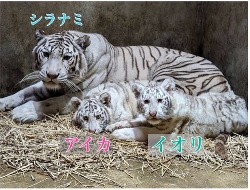 Zoo〜っとアニマル！ ｜ RADIO BERRY FM栃木